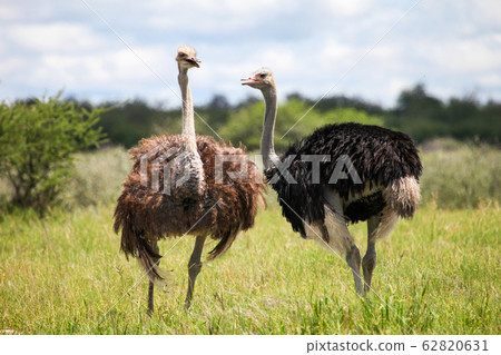 Ostriches 62820631