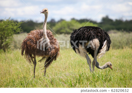 Ostriches Ostriches 62820632