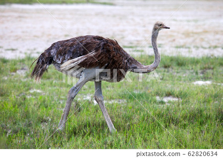 Ostrich Ostrich 62820634