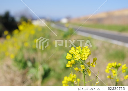 強姦花路 62820733