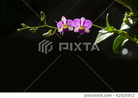 Beautiful orchid flower in nature with blurred 62820852
