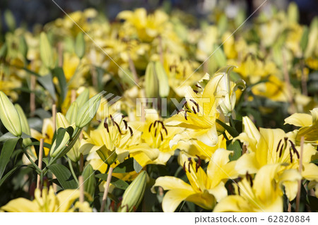 Fields with yellow lilly flower. Fields with yellow lilly flower. 62820884