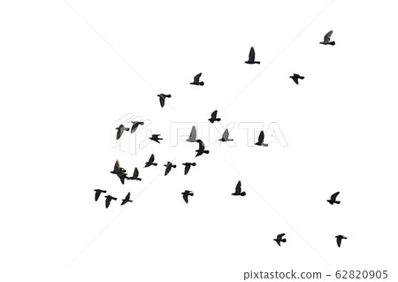 Flocks of flying pigeons isolated on white Flocks of flying pigeons isolated on white 62820905