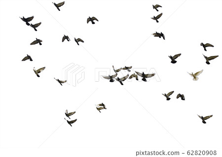 Flocks of flying pigeons isolated on white Flocks of flying pigeons isolated on white 62820908