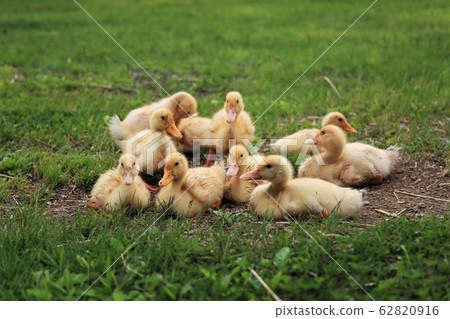 Duck baby Duck baby 62820916