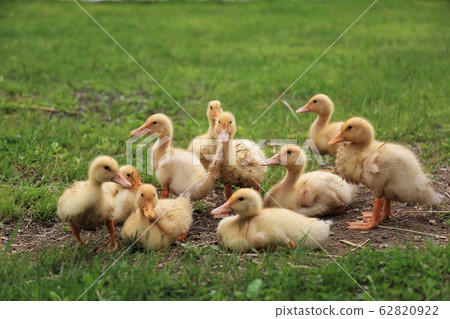 Duck baby Duck baby 62820922