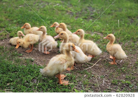 Duck baby Duck baby 62820928