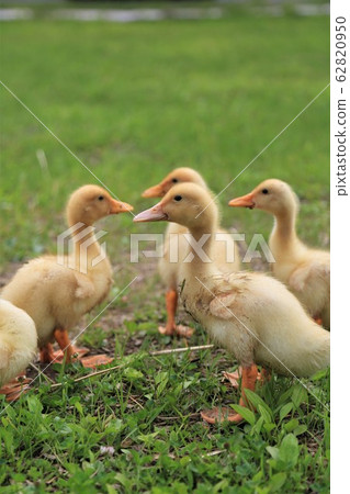 Duck baby Duck baby 62820950