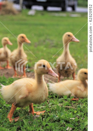 Duck baby Duck baby 62820952