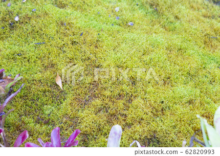 Moss in the garden. Green garden. Moss in the garden. Green garden. 62820993