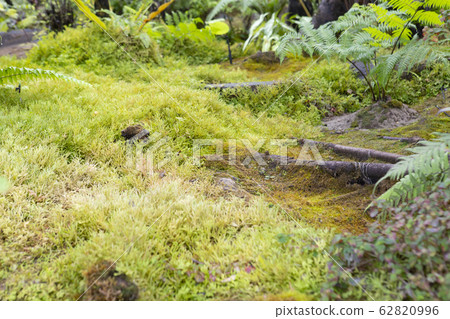 Moss in the garden. Green garden. Moss in the garden. Green garden. 62820996
