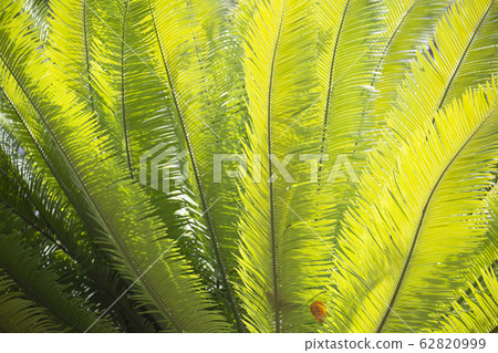 Leaves of Cycad palm tree background. 62820999