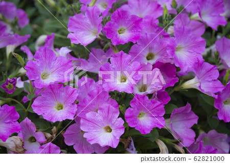 Beautiful petunia blooming in the garden. Beautiful petunia blooming in the garden. 62821000