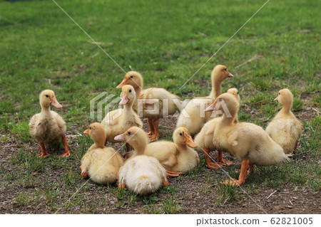 Duck baby Duck baby 62821005