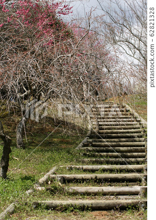 Four Seasons Walk Spring Spring Ume no Sato Park 62821328