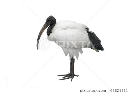 african sacred ibis isolated on white 62821511