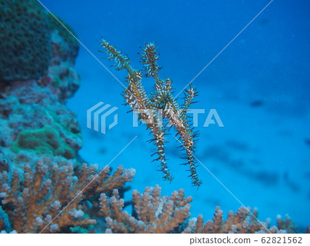 Sea of Okinawa Nishiki Furayou pair 62821562