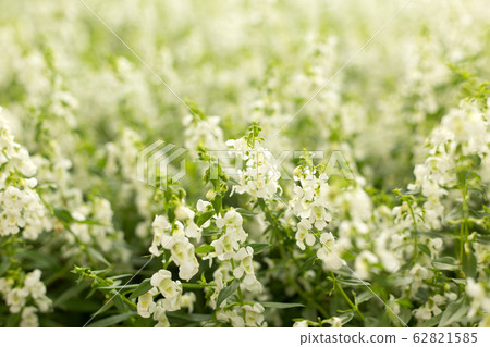 White flower field. Floral spring blur background. 62821585