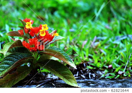 Pink flower on green background. In the morning pink flower bloom in dark tone. Pink flower on green background. In the morning pink flower bloom in dark tone. 62821644