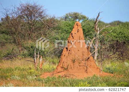 Termite mound 62821747