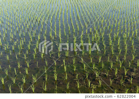 Image of rice cultivation after planting rice 62822004