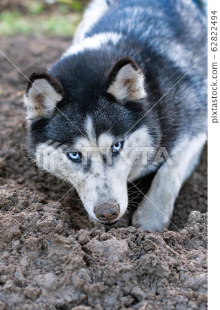 dog digs hole dog digs hole 62822494