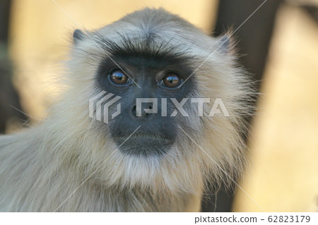 哈努曼朗格爾 62823179