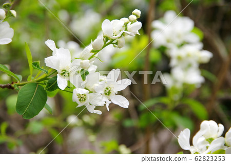 Ryukyu-bai white flowers 62823253