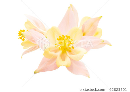 Aquilegia Isolated 62823501