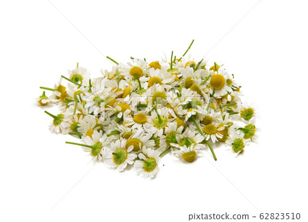 Medical camomile isolated 62823510