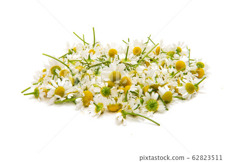 Medical camomile isolated 62823511