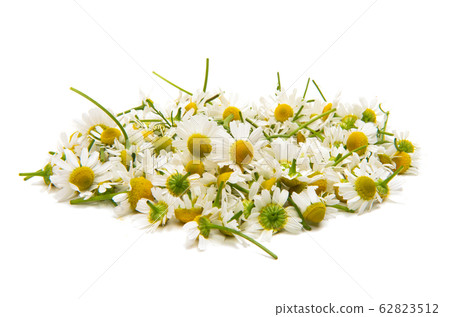 Medical camomile isolated Medical camomile isolated 62823512
