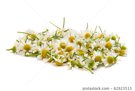 Medical camomile isolated 62823513
