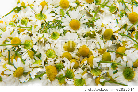 Medical camomile isolated Medical camomile isolated 62823514