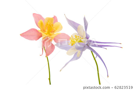 Aquilegia Isolated 62823519