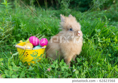 rabbit on spring nature in the grass rabbit on spring nature in the grass 62823568