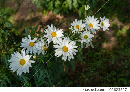 Israel, Beauty, Beauty In Nature, Blossom, 62823827