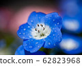 Up of nemophila flower with water drops 62823968