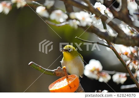 目白/梅花/ 2月/晴/愛媛縣的橘子很美味 目白/梅花/ 2月/晴/愛媛縣的橘子很美味 62824070