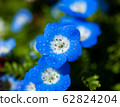 Nemophila flower with drops 62824204