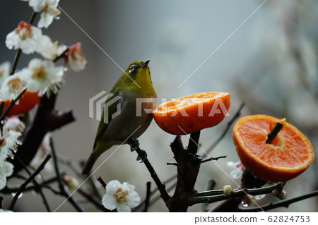 Mejiro / Plum blossom / Full bloom / February / Ehime oranges are delicious / cloudy / sometimes rainy Mejiro / Plum blossom / Full bloom / February / Ehime oranges are delicious / cloudy / sometimes rainy 62824753