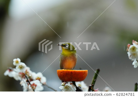 Mejiro / Plum blossom / Full bloom / February / Ehime oranges are delicious / cloudy / sometimes rainy 62824781