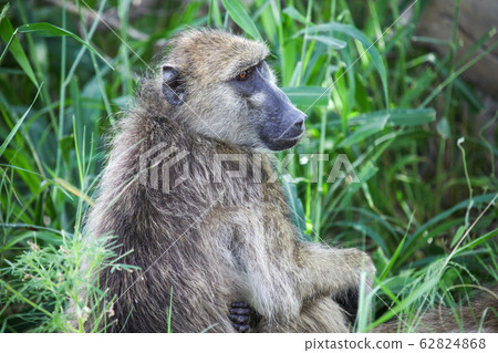 Baboon Baboon 62824868