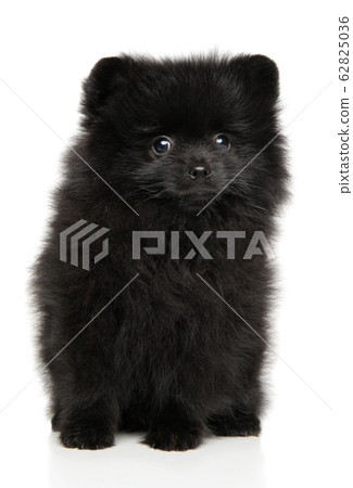 Black Pomeranian Spitz puppy sits 62825036