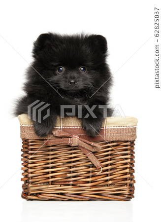 Spitz puppy sits in wicker basket 62825037