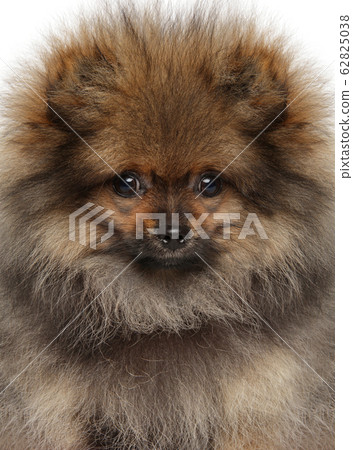 Close-up of a Spitz puppy 62825038