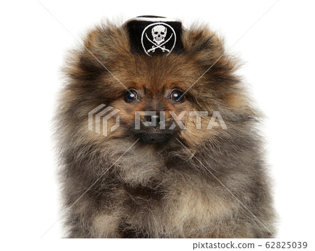 Pomeranian Spitz puppy in pirate hat 62825039