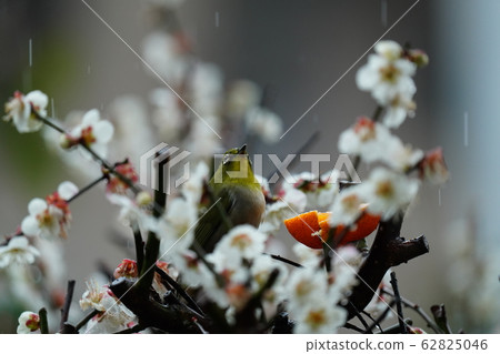 梅次郎,梅花,多雲的天氣,偶遇雨,愛媛橘子都很美味 梅次郎,梅花,多雲的天氣,偶遇雨,愛媛橘子都很美味 62825046