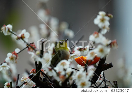 梅次郎,梅花,多雲的天氣,偶遇雨,愛媛橘子都很美味 梅次郎,梅花,多雲的天氣,偶遇雨,愛媛橘子都很美味 62825047