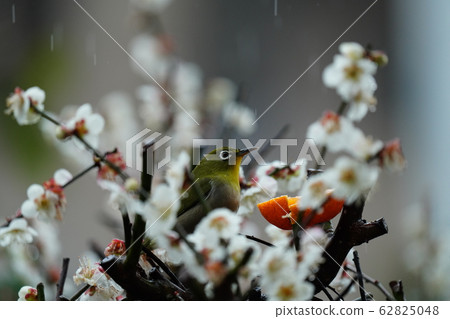 梅次郎,梅花,多雲的天氣,偶遇雨,愛媛橘子都很美味 梅次郎,梅花,多雲的天氣,偶遇雨,愛媛橘子都很美味 62825048